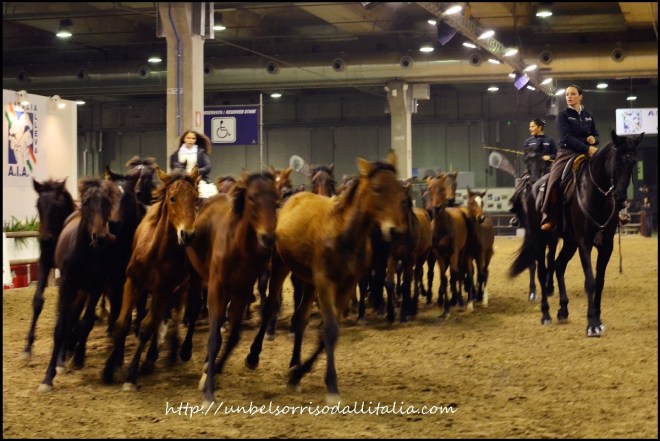 FieraCavalli16