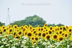 girasole1 (3)