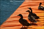 thefloatingpiers06
