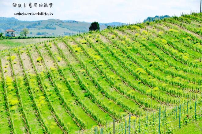 32890914_1783383451723227_2992135240736047104_o